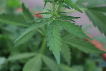 A close up photo of a green cannabis plantの写真素材