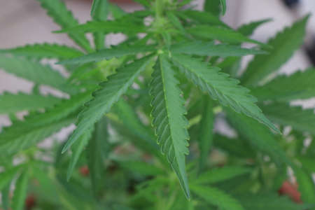 A close up photo of a green cannabis plantの写真素材