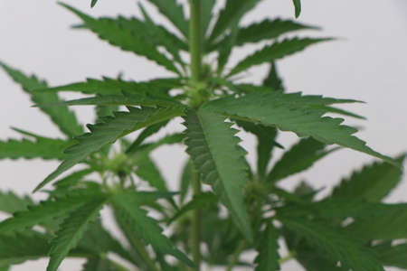 A close up photo of a green cannabis plant