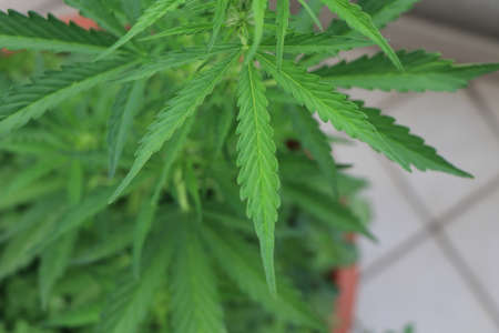 A close up photo of a green cannabis plantの写真素材