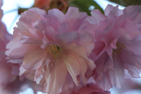 A close up of a flowerの写真素材