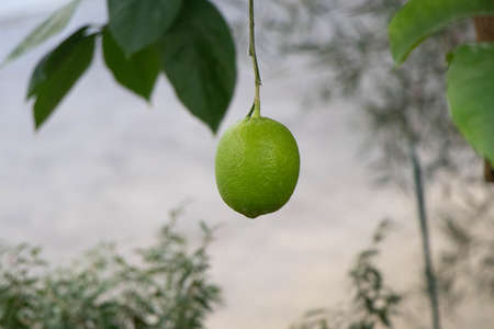Lemon hanging from a lemon treeの写真素材