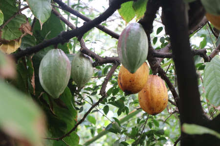 Red and green cocoa beans on a cacao treeの写真素材