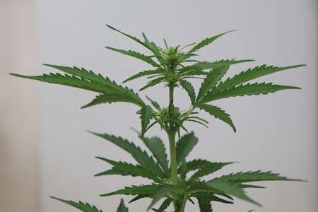 Close up photo of a green cannabis plant on a white background
