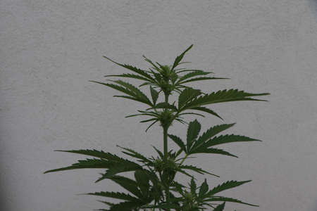 Close up photo of a green cannabis plant on a white backgroundの写真素材
