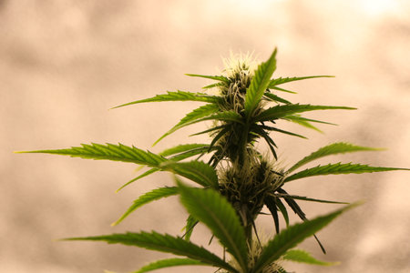 Close up of a cannabis marijuana plant in the flowering stage.の写真素材