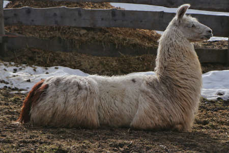 Portrait of a llama seen in profile, side viewの写真素材