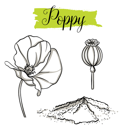 Beautiful vector hand drawn Poppy, seeds.Â Organic food, vector doodle illustrations collection isolated on white background.のイラスト素材