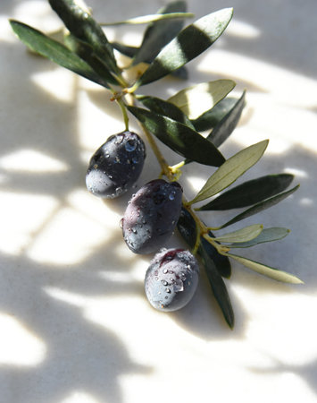 Black olives with rain drops and green leaves, wet branch surrounded by sun light and shadows on white background. Ripe fruit of olive tree from Greek garden, fresh harvest. Healthの写真素材