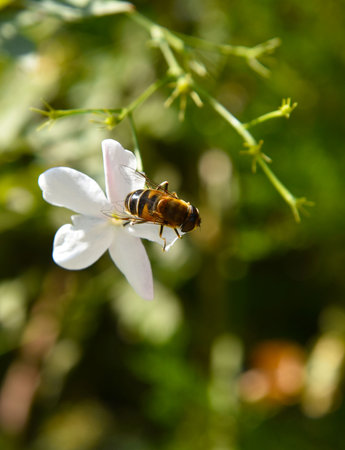 Hoverfly on the flower, softly lit by the sun. Closeup on blurred green foliage background. A bee...
