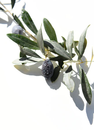 Black olives with rain drops, wet, isolated on white background with shadows. Ripe fruit and green leaves on small branch in bright sunlight. Small twig of olive tree, fresh harvestの写真素材