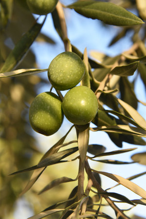 Olive tree branch with still young green olives, light-transparent leaves, twigs with fruits in front of a blue summer sky and glare of the sun.の写真素材