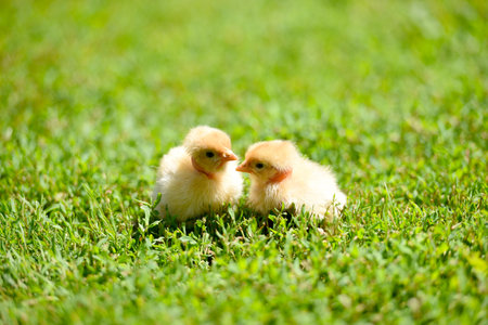 Cute little yellow newborn chicks on fresh and cozy green grass. selective focus. Two fluffy baby-friends or twins are cuddling on the warm sun, looking curiously at the camera.の写真素材