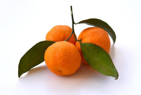 Fresh tangerines or tangerines fruits isolated on white background with a shadow, closeup. A branch with a few whole bright orange citruses and green leaves. Ripe tasty clementines.の写真素材
