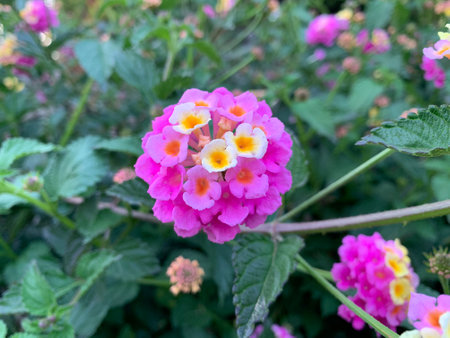 Lantana camara pink and cream flower, closeup on blurred background. Verbena shrub with clusters of bicolor blooms with orange and yellow center. Ornamental garden plant.の写真素材