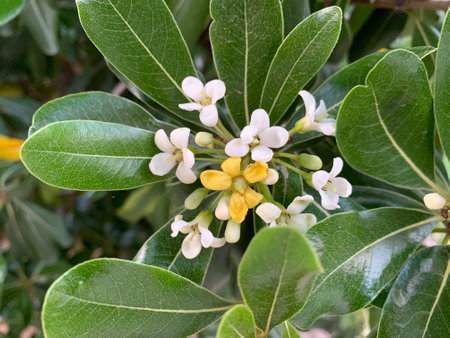 Flowers of a Japanese cheesewood closeup. Blooming Pittosporum tobira bush. Fragrant cluster of beautiful blossoms among shiny green leaves. Australian laurel, mock orange shrubの写真素材