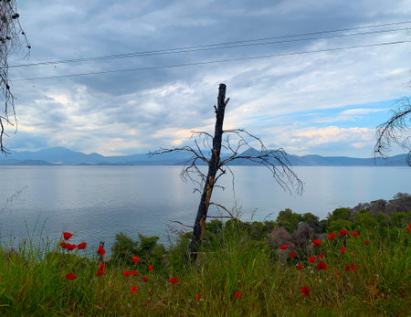 Mediterranean Sea and distant seaside mountains under rapidly darkening cloudy sky, the view seen from atop the hill where red poppies bloom around dead tree trunk. Loutraki.Greeceの写真素材