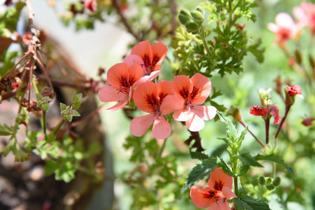 Blossoming Pelargonium closeup. Geranium Angel Eyes Orange, pansy-like flowers and green leaves in the morning sun. Lemon Pelargonium crispum blooms. Ornamental, medicinal.の写真素材