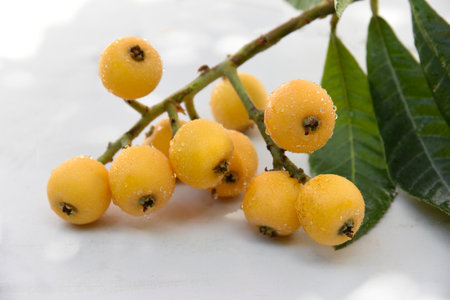 Closeup of ripe loquats, small branch with fruit on white marble stone background. Eriobotrya japonica. Bright orange-yellow fruit of Japanese medlar, Malta plum, harvest in sunnyの写真素材