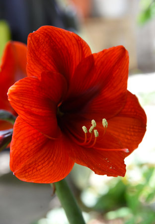 Red amaryllis hippeastrum vivid flowers closeup. Beautiful flower head in full bloom with deep red velvety petals. Single Belladonna lily in sunny garden. Popular for Christmas.の写真素材