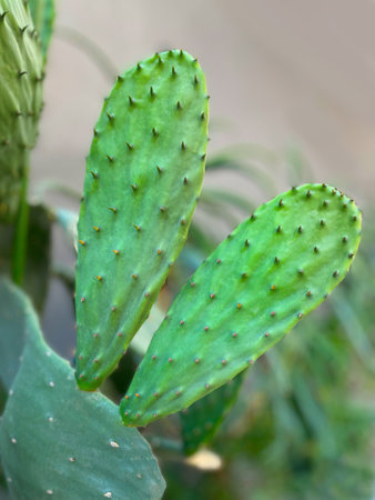 Ð¡actus opuntia leucotricha in sunny day outdoor. Cactus Opuntia leucotricha Plant with Spines Close Up. Indian fig opuntia, barbary fig, cactus pear, spineless cactusの写真素材