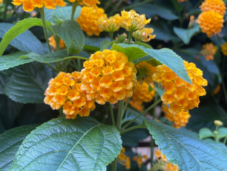 Lantana camara orange flower, closeup on blurred background. Verbena shrub with clusters of bicolor...