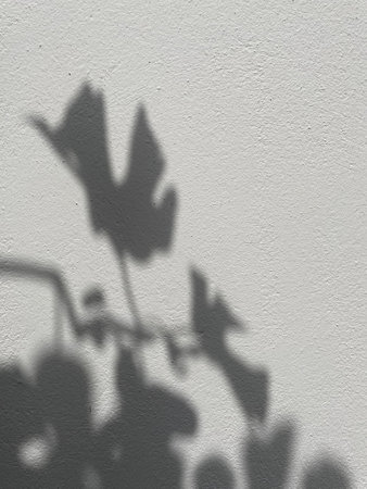 Shadow from grape leaves on a white wall background.