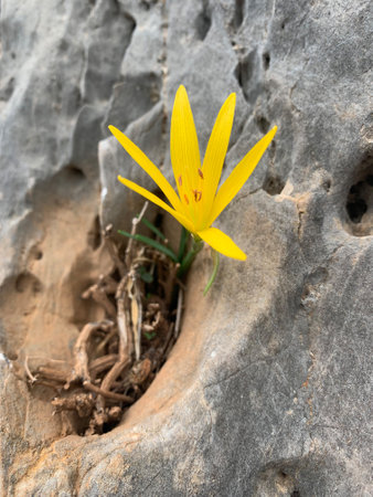 Wild Sternbergia lutea. Single fragile flower blooming in recess of a rocky stone. Winter or fall daffodil, lily-of-the-field, yellow autumn crocus, native in Greek mountainsの写真素材