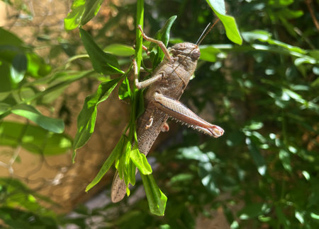 A large brown grasshopper, wide, brown, with long horns, sits on a branch.の写真素材