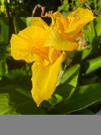 A bunch of yellow gladioli in the Greek garden. Yellow beautiful flowers on a green background.の写真素材