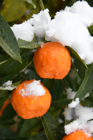 Orange tree during a snowstorm in Athens. Sweet orange under the snow. Greek oranges covered with snow. This is an exceptional moment for this land as snow falls several timesの写真素材