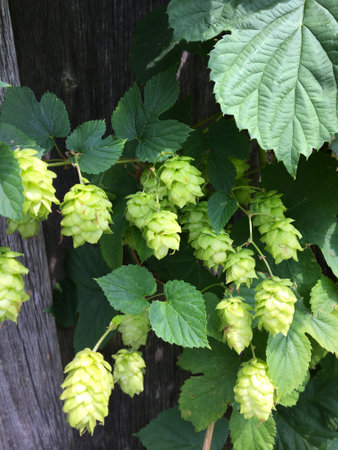 Growing bush of green hop with cones-fruits for making beer. Raw materials for the manufacture of...