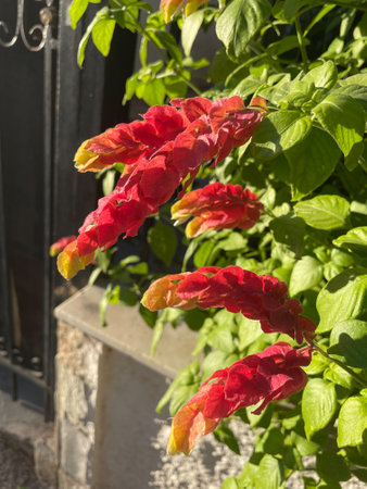 The shrimp plant captivates all year round with its bright, long inflorescences. Beautiful nature of Greece. Spring and summer nature flora concept. The Shrimp plant bloomingの写真素材