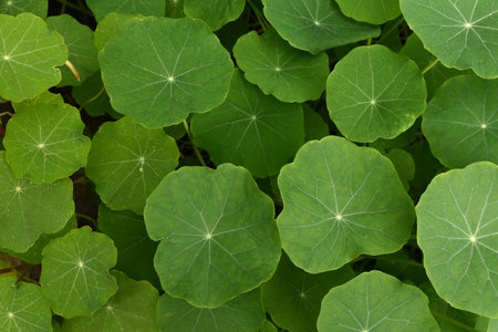 Closeup green nasturtium leaves and fine veins pattern on flat round lotus-like surface, as a...