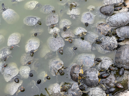 There are many turtles swimming in the river. Turtle pond with many turtles in a park in Athens,...