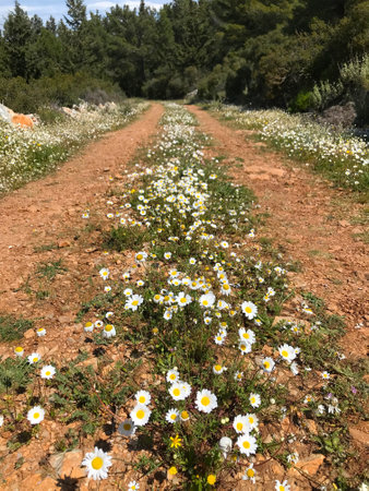 The road with daisies in Crete that leads to the forestの写真素材