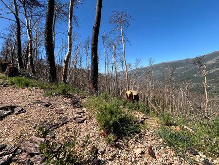 Land after recent wildfire. Dead forest, barren of plants mountains with burned trees trunks. Roads...