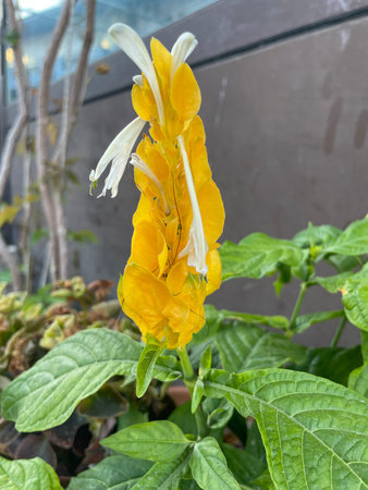 The shrimp plant captivates all year round with its bright, long inflorescences. Beautiful nature of Greece. Spring and summer nature flora concept. The Shrimp plant bloomingの写真素材