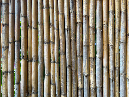 Bamboo fences are arranged neatly and beautifully. Outdoor bamboo background. Driedâ bambooâ textureâ forâ background.の写真素材
