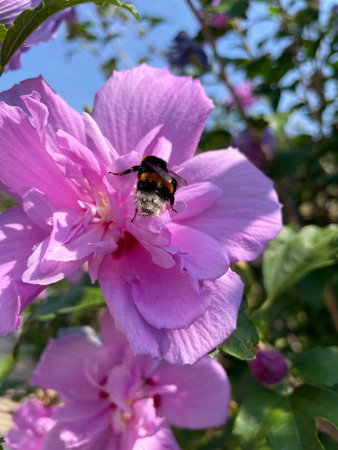 A pink flower that grows in a garden. Flowers and nature