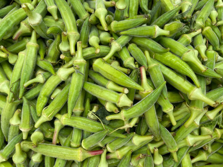 Okra or Okro or, Abelmoschus esculentus, known in many English-speaking countries as ladyfingers or ochre, also called bhindi is grown in the Greek garden. Healthy vegetarian food.の写真素材