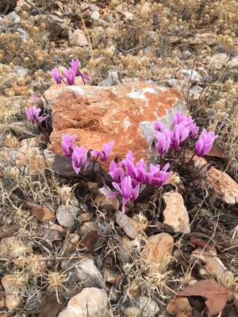 Cyclamen Graecum (Greek Cyclamen). Cyclamen purple mountain flowers of Greece. Bright flowers grow in the Greek forest. Small flowers, flower wallpaperの写真素材