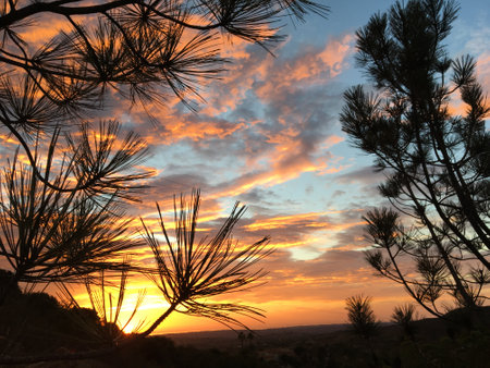 Beautiful sunset over the city in Athens. Trees close up with sunset. Beautiful nature background magnificent sunset colors, on a winter dayの写真素材