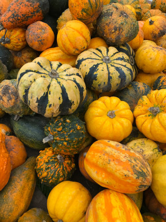 Pumpkins during harvest time. Colorful decorative pumpkins as a background, top view. Stacked on top...