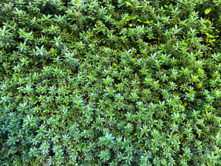Texture of bushes with leaves. Wall of fresh green leaves as a botanical background. Close-up. Bright shades of young spring foliage. Climbing ornamental plant, creeping groundcoveの写真素材