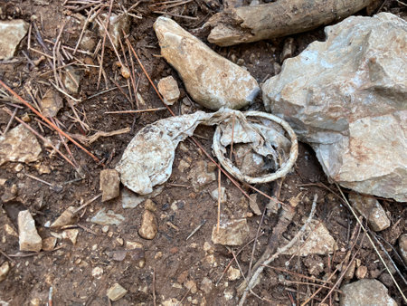 A used condom is lying in the forest.の写真素材