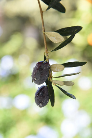 Olive tree branch, young kalamata olives, close-up against a blurred background of foliage and blue sky. Sunlit kalamata fruits and leaves on a branch. Fresh harvest in a Greekの写真素材