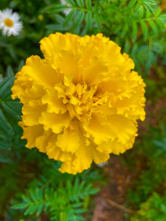 beautiful yellow marigold flowers, Colorful marigolds on plantationの写真素材