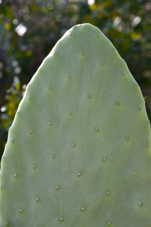 Cactus opuntia leucotricha on a sunny day outdoors. Cactus Opuntia leucotricha Plant with thorns close-up. Indian prickly pear, Barbary fig, cactus pear, cactus with thorns, pricklの写真素材