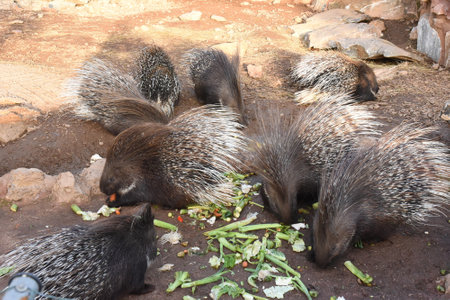 Family of porcupines in an open-air enclosure. Animals of the South in captivity. Funny animals porcupines in a Greek zooの写真素材